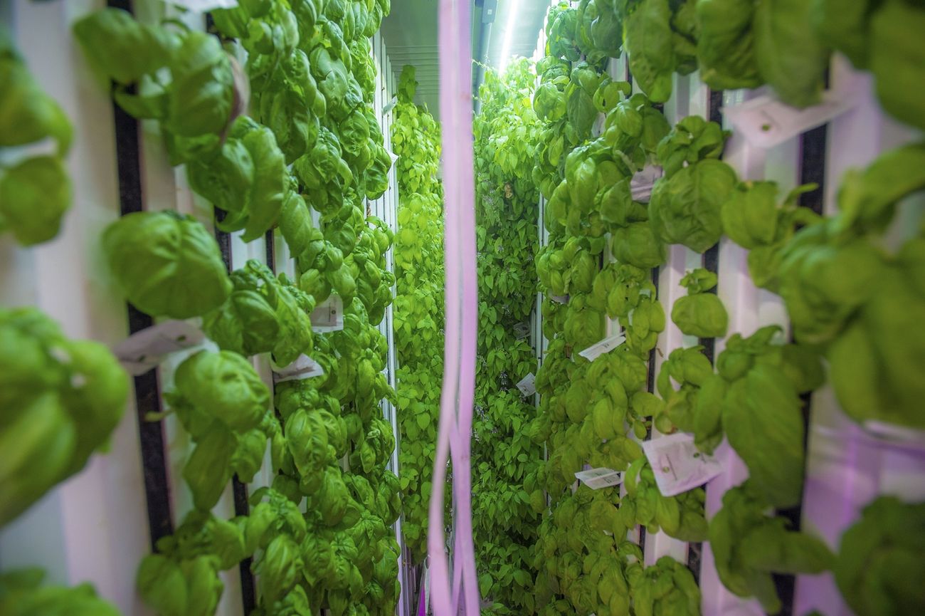 Image of plants growing in a vertical hydroponics setup.