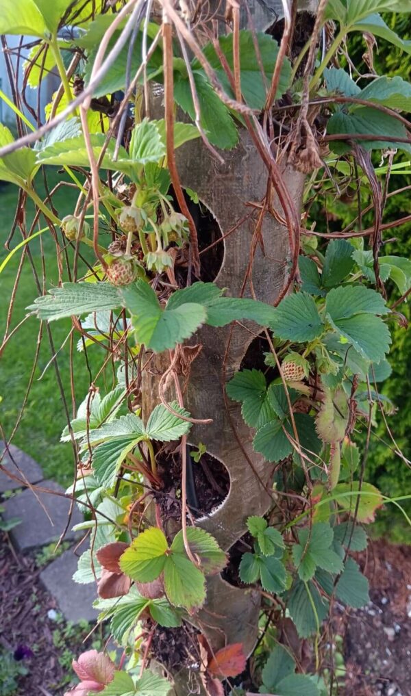 Planter with Strawberries